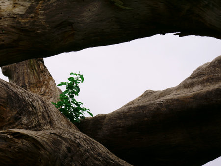 Green plant view between wooden trunk on sky background on center frame.の写真素材