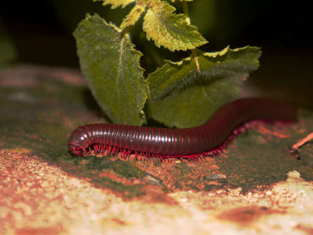 Asian millipede insect presented with green leaves plant on wall, top angle creature image.の写真素材