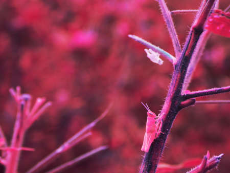 Locust insect presented on plant wood without leaves, Nature animal with text space background.の写真素材