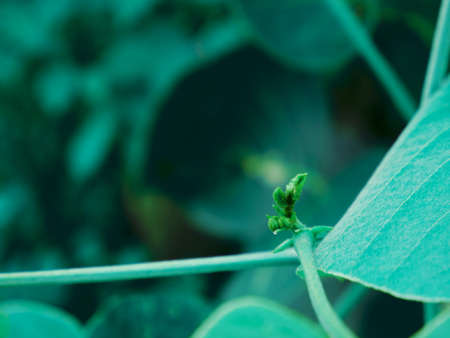 new born leaves growing image, Nature background with text space, Indian raining season plant presentation.の写真素材