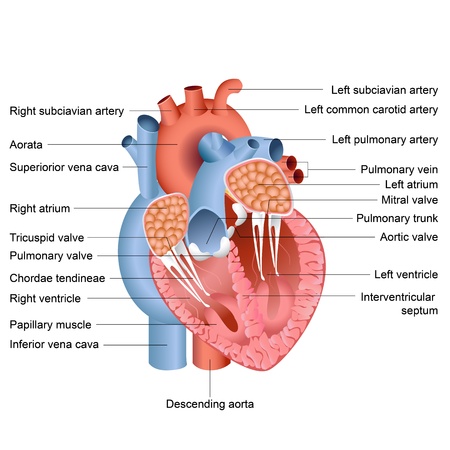vector illustration of drawing of heart anatomyのイラスト素材