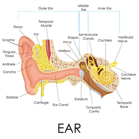 vector illustration of diagram of human ear anatomyのイラスト素材