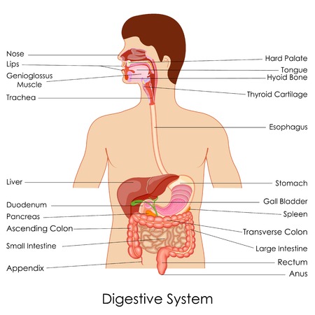vector illustration of diagram of digestive systemのイラスト素材