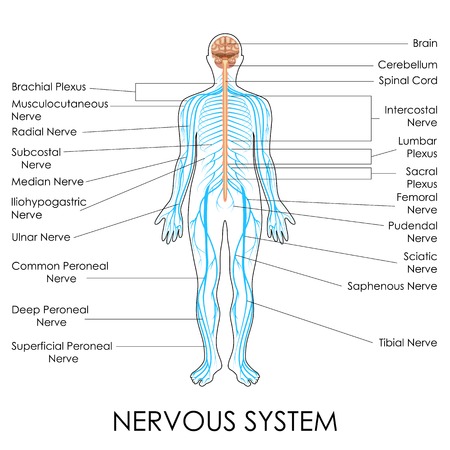 vector illustration of diagram of nervous systemのイラスト素材