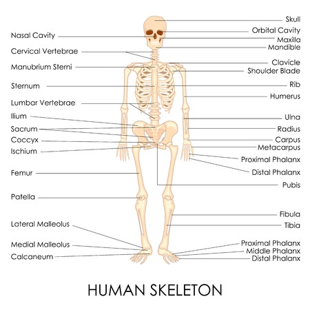 vector illustration of diagram of human skeltonのイラスト素材