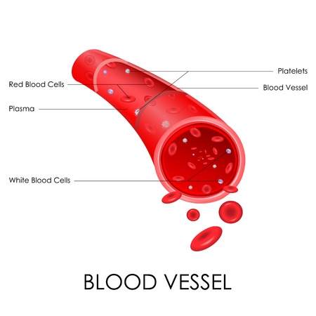 vector illustration of diagram of blood vesselのイラスト素材