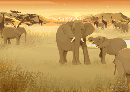 vector illustration of wild animals in jungle of Africaのイラスト素材