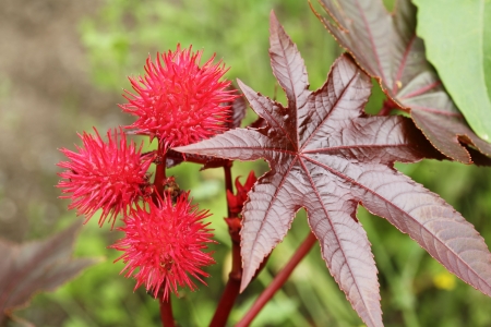 Castor oil plant, Ricinus communisの写真素材