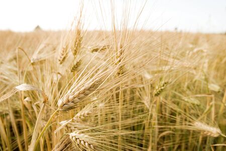 Field of barleyの写真素材