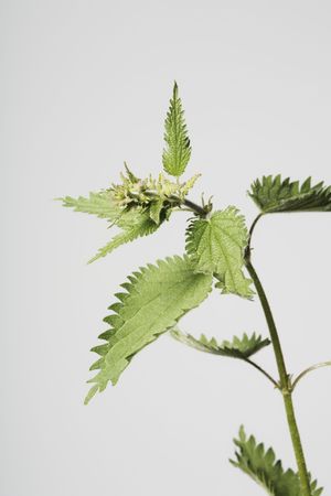 European stinging nettle (Urtica dioica) plantの写真素材