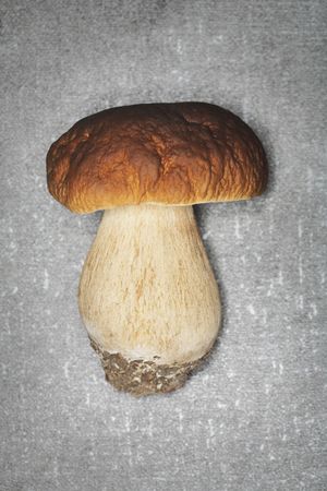 Porcini Mushroom (Boletus edulis) photographed with a ring flashの写真素材