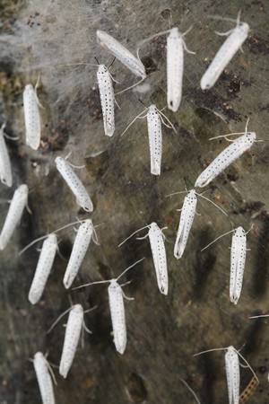 Bird-cherry ermine moths (Yponomeuta evonymellus)の写真素材
