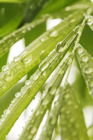 Water beads on green plant leavesの写真素材