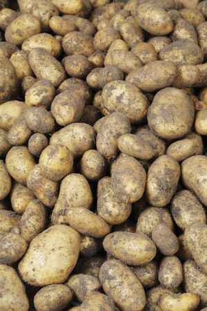 Harvested potatoes with dirt on them.の写真素材