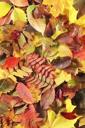 Different yellow and red autumn leaves background texture.の写真素材