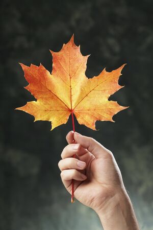 A Hand holding an orange autumn maple leafの写真素材