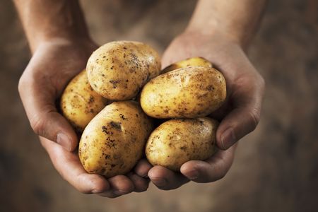 Hands holding dirty harvested potatoesの写真素材