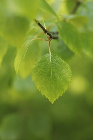 Leaf of a birch tree