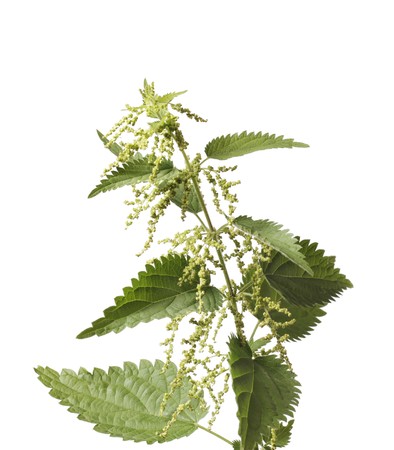Stinging nettle or common nettle, Urtica dioica, is a herbaceous perennial flowering plantの写真素材