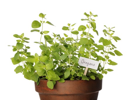 Potted Oregano herb with a signの写真素材