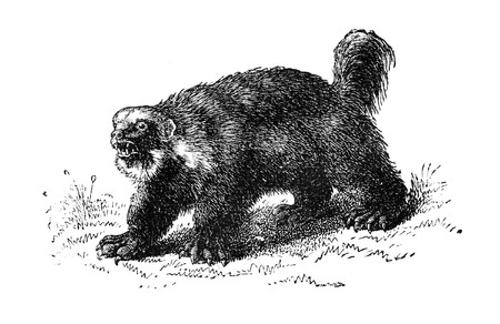 Wolverine. Illustration originally published in Hesse-Wartegg's "Nord Amerika", swedish edition published in 1880. The image is currently in public domain.の写真素材