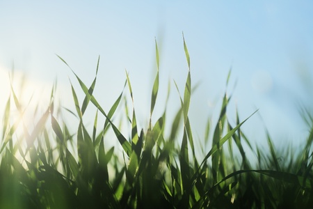 Barley seedlings growing on a field in closeupの写真素材