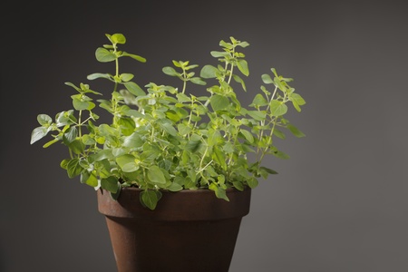 Oregano herb plant in clay pot.の写真素材