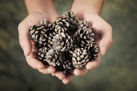 Man holding pine cones in his handsの写真素材
