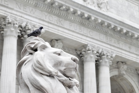 NEW YORK CITY, USA - JUNE 9: Pigeon sitting on a lion statue of New York Public Library. June 9,...
