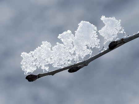 Snow melting on a tree branchの写真素材
