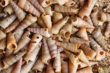 a pile of tower shells