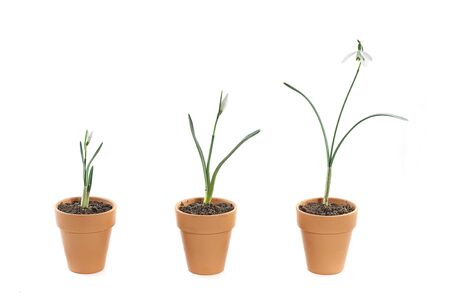 three snowdrops of various stages of growth in terracotta plant pots on a white backgroundの写真素材