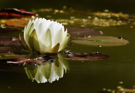 Water Lily floating on Pond at the parkの写真素材