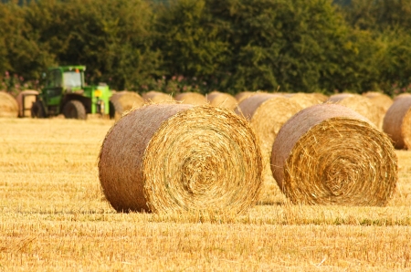 Freshly rolled golden hay bales in farmers recently harvested agricultural field
