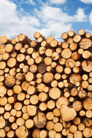 woodpile of freshly cut lumber stacked on the back of a truck for the timber industryの写真素材