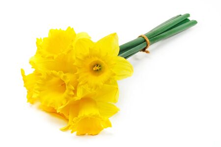 A bunch of daffodils a popular symbol of the spring season whose flowers bloom during springtimeの写真素材
