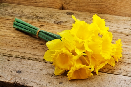 A bunch of daffodils a popular symbol of the spring season whose flowers bloom during springtimeの写真素材