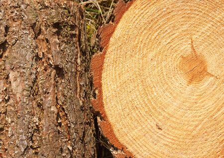 Annual rings on freshly cut pine tree with bark border good background for the timber industryの写真素材