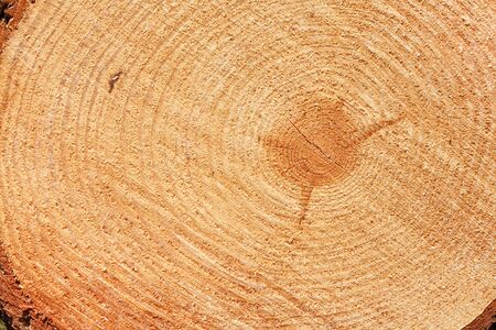 Growth rings on freshly cut fir tree good background for the timber industryの写真素材