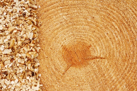 Growth rings on freshly cut fir tree with saw dust border good background for the lumber industryの写真素材