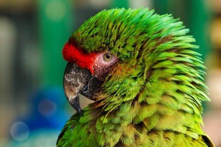 Close up of feather detail and eye on a colorful green military macaw or parrot a popular pet due to its ability to imitate human voicesの写真素材