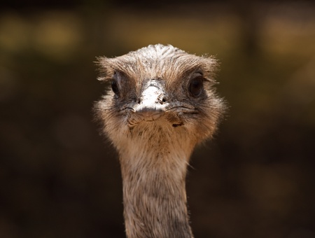 Close up shot of ostrich head looking forward reat for visitor centres or the concept of denial or burying your head in the sandの写真素材