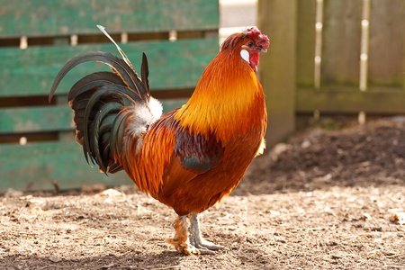 Bright and colorful healthy orange cockerel a popular domestic farm animal