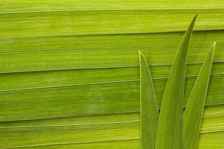 Long palm leaf detail background great symbol for tropical forests or travel to the tropics