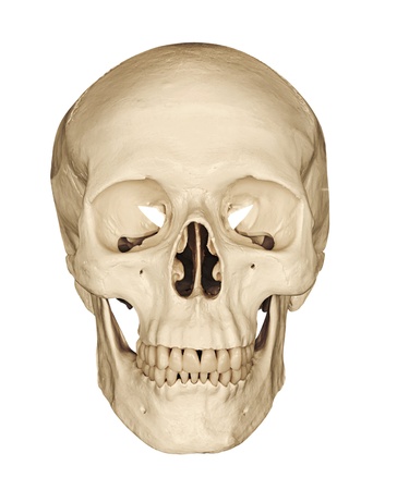Medical model of a human skull isolated against a white background often used in colleges and universities for teaching anatomical science Medical model of a human skull isolated against a white background often used in colleges and universities for teaching anatomical science
