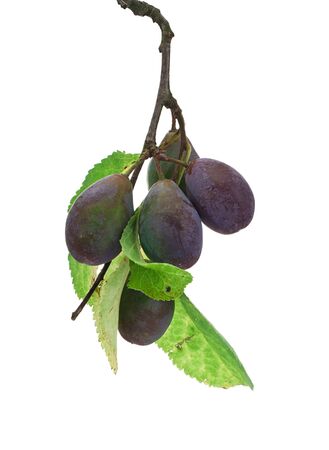 Damson Plum sprig isolated against a white background with leavesの写真素材