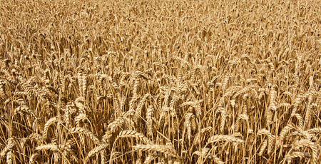 agricultural wheat field background growing cereal for the production of grain for the domestic marketの写真素材