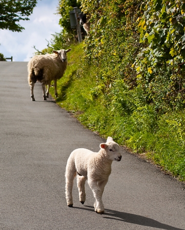 Young lambs playing on a road in the lake district after escaping through a broken fence の写真素材
