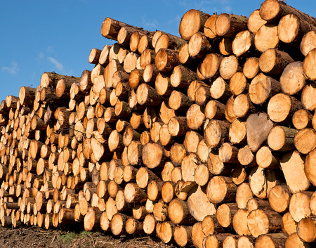 woodpile of freshly cut lumber awaiting distribution after seasoning for the forestry industryの写真素材