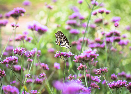 Butterflyの写真素材